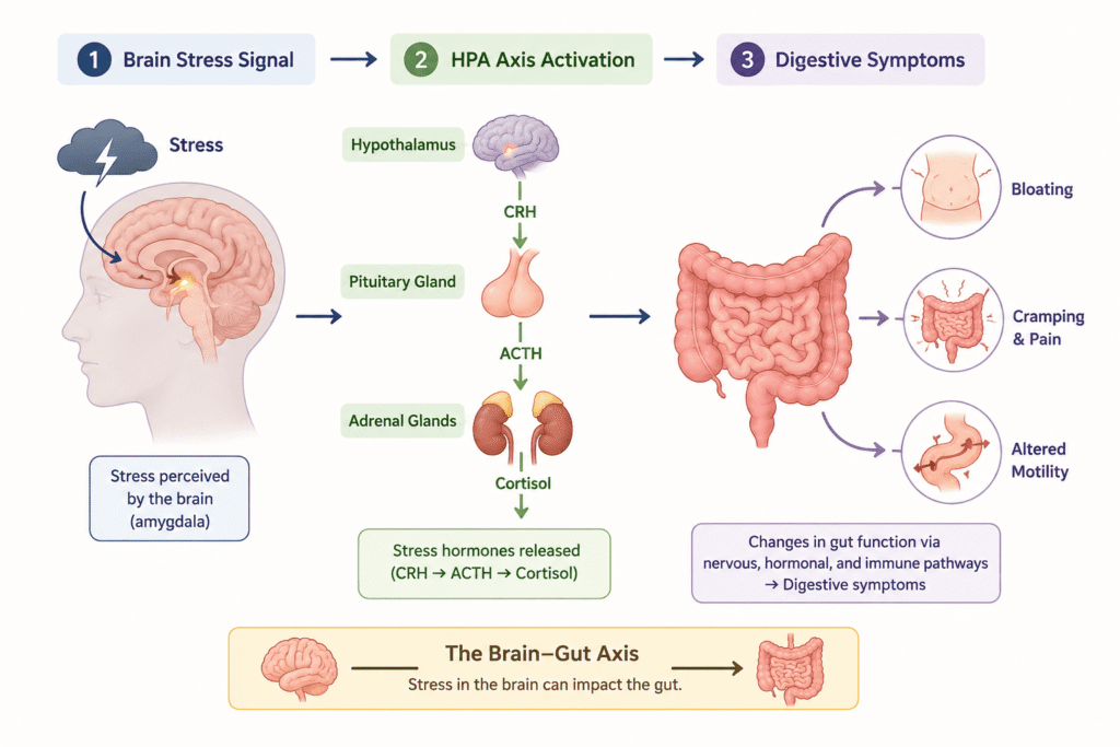 Diagram of how stress affects digestion through the HPA axis and vagus nerve