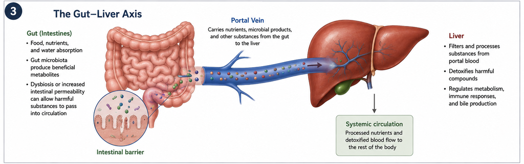 gut-liver axis diagram showing portal vein connection for fatty liver